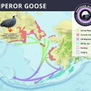 Map of Alaska showing the range of the emperor goose with conservation logo in the upper right corner