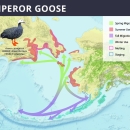 Emperor goose range map
