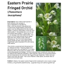 Maine Field Office Eastern Prairie Fringed Orchid Fact Sheet