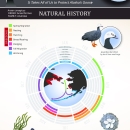Emperor-Goose-poster-Natural-History-final-web.pdf