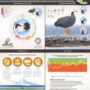 Emperor-Goose-poster-composite-Oct2021-web.pdf