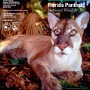 Florida Panther General Brochure 2023