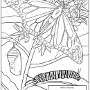 coloring page for a monarch butterfly and larvae