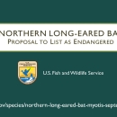 Northern Long-eared Bat Public Hearing Presentation Slides
