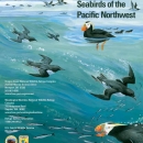 Pacific Northwest Seabirds Brochure