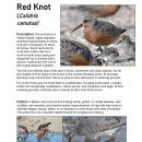 Maine Field Office Red Knot Fact Sheet