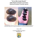 RioGrande_Mussels_SSA Report_v1.1_20230215.pdf