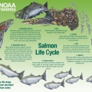 Columbia River FWCO Salmon in the Classroom Tank Resources: Posters and Infographics