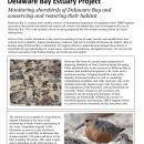 DBCP Shorebird Factsheet
