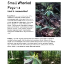 Maine Field Office Small Whorled Pogonia Fact Sheet