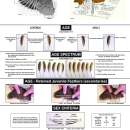 American Woodcock Sex and Age Techniques Poster