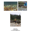 bulltroutfinalreport2017.pdf