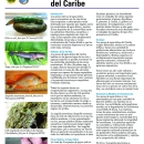 caribbean-fish-spanish