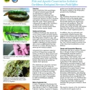 caribbean-freshwater-fish