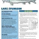 handout_lake_sturgeon.pdf