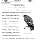 Condor, Giant Bird of California May Be Saved From Extinction January 10, 1937
