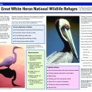 Key West Great White Heron Tear Sheet with Map