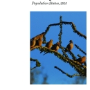 Mourning Dove Population Status Report, 2013
