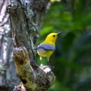 Roanoke River National Wildlife Refuge Bird List