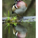 Brilliantly colored male Wood Duck perches on a log in the pond. The duck's reflection shimmers in the water.