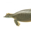 Smooth softshell turtle