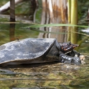 A black turtle with red markings on it's face basking on the water's edge