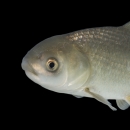 A juvenile bigmouth buffalo