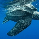 Leatherback sea turtle swimming at ocean surface