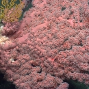 A colony of bubblegum coral with bright pink color and full branches