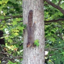 Eastern gray squirrel on tree