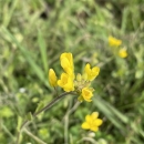 Tiny yellow flowers blooming