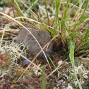 A northern bog lemming in grass