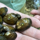 Hand full of Pale lilliput mussels. Some of the mussels have yellow tags glued to their shell.