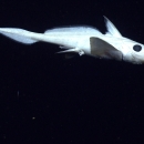 A bright white rhinochimera (Harriotta sp.) swims in complete darkness