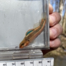 Slackwater darter in a viewing container. Bright blue and Red colors on its dorsal fin and a streak of blue running the length of the body.