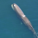 Sperm whale at water's surface