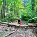 a worker on a wooded trail wearing a helmet and using a chainsaw on a large log