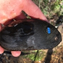 An oval shaped mussel with a uniform dark shell color and smooth surface. A blue identification tag is attached. 