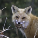 A red fox with a chipmunk in its mouth.