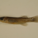 a photo or a small fish
