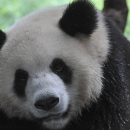 Close up photo of a giant panda's face