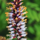 The crenulate lead-plant is a perennial shrub that grows up to 5 feet tall with several 6 to 8-inch flower spikes that bloom in the spring ranging in color from white and orange to blue and purple. This plant grows in pine rocklands, pinelands hammock edges, and marl prairie.