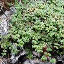 Deltoid spurge is a perennial herb with wiry stems and tiny wedge-shaped leaves that grow in mats over exposed limestone. It is only found in the rare pine rockland ecosystem of Miami-Dade County.
