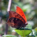 The Florida leafwing butterfly is found in the pine rocklands of south Florida. Its bright orange upper wings make it easy to spot in flight, but when it closes its wings, it resembles a dead leaf.