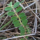 Garber's spurge is a sprawling perennial herb with tiny oval leaves found in pine rocklands.