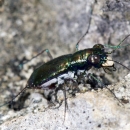 A metallic blue-green Miami tiger beetle is shown against the gray limestone of the pine rocklands.