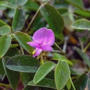 Small’s milkpea is a perennial climbing vine with gray-haired stems reaching up to six and a half feet long with pink or lavender pea-like flowers. It grows in Miami-Dade County’s rare pine rockland ecosystem.