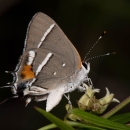 Bartram’s scrub-hairstreak butterfly is only an inch long with a gray background, with disctinctive rust-colored splashes and white and black borders lining its wings making it easy to identify.