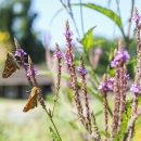 Two butterflies on purple flowers with a building in the background