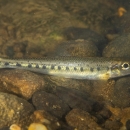 Fish resting on rock bottom